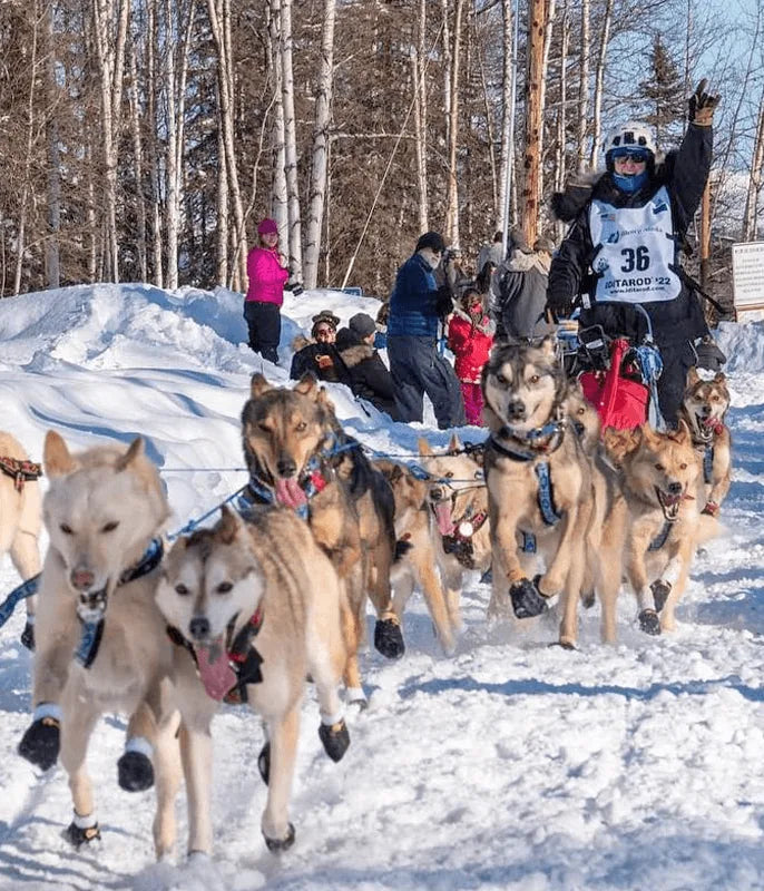 Bridgett Watkins on the trail with her sled dog team