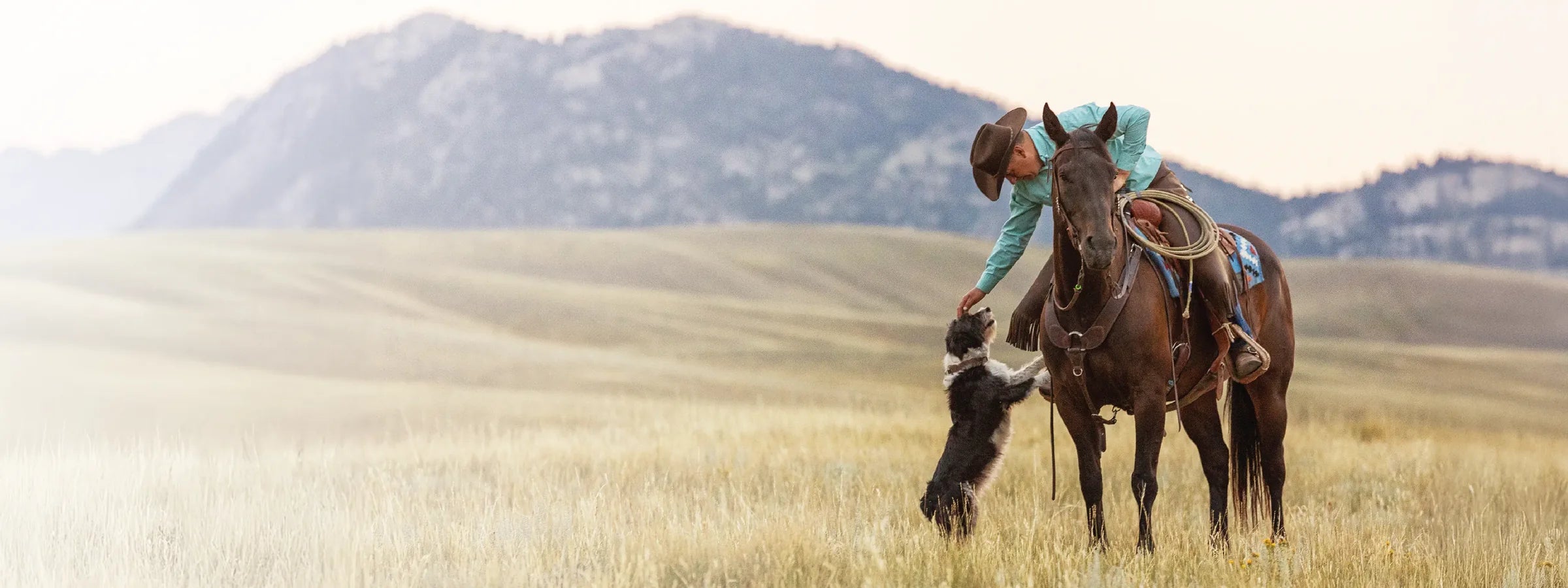 A rider on horseback greeting a dog in an open mountain pasture at first light