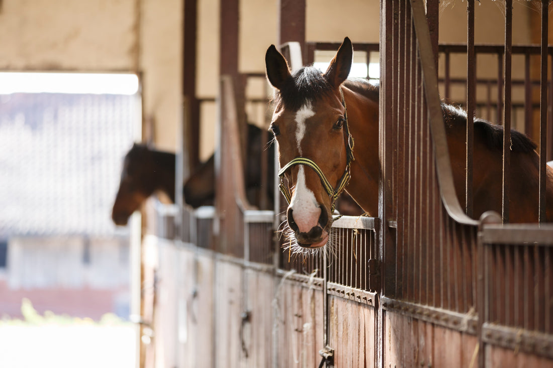 How to Spot the Signs of an Unhealthy Horse