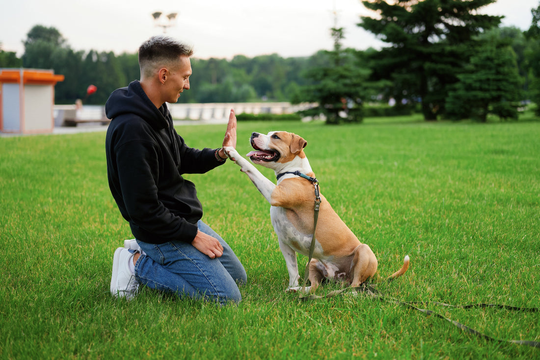 Best Dog Joint Supplement Reviews: What Actually Works