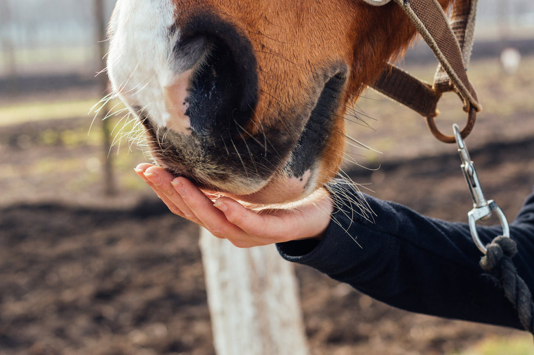 The Complete Horse Topline Supplement Guide