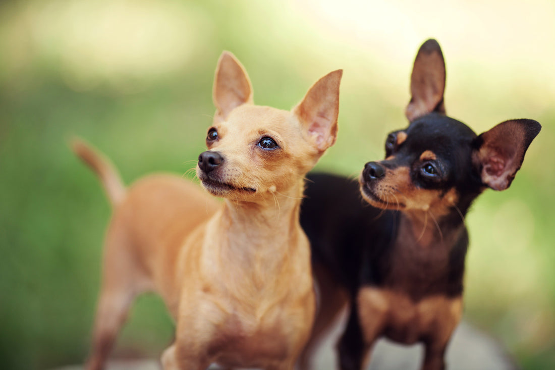Best Joint Supplements for Small Dogs (Vet-Approved)