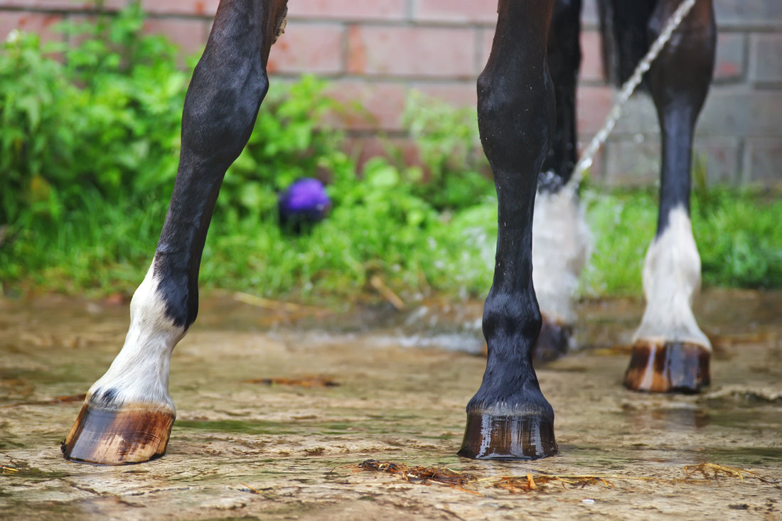 Your Guide to Soft Hooves in Horses Treatment