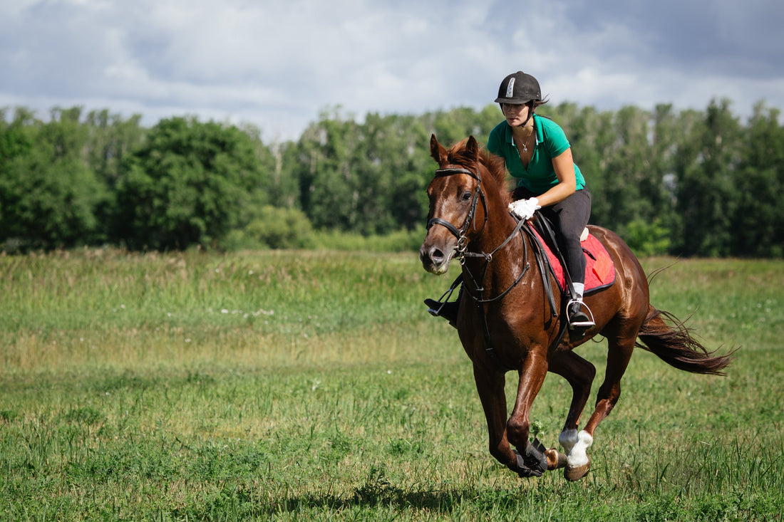 A Rider's Guide to Muscle Recovery for Horses
