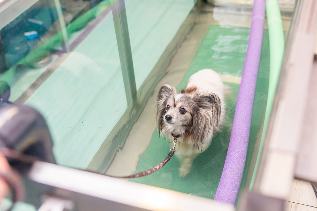 Chondroitin 4 Sulfate for Dogs: The Ultimate Guide