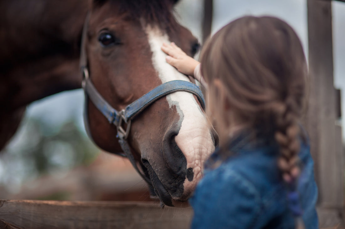 Probiotics for Horses 101: The Ultimate Guide