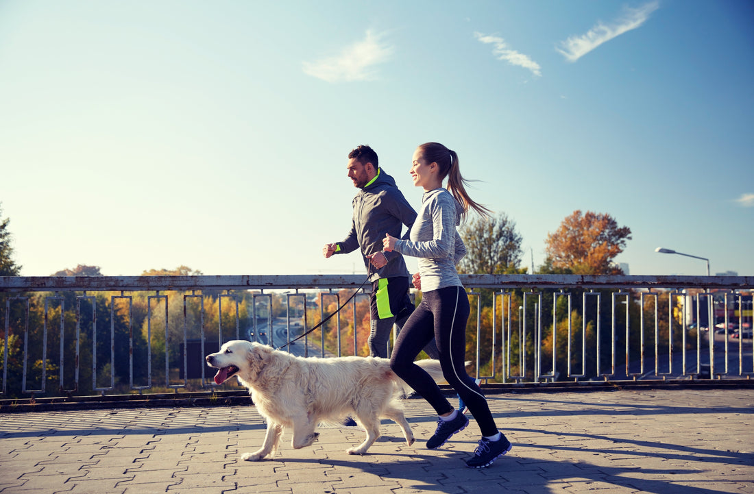 Dog Hip and Joint Pain Relief: A Complete Guide