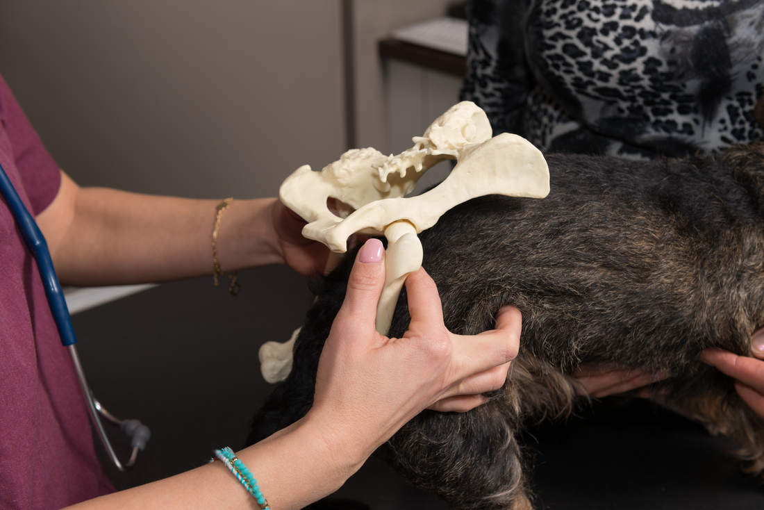 The Owner's Guide to Canine Hip Dysplasia