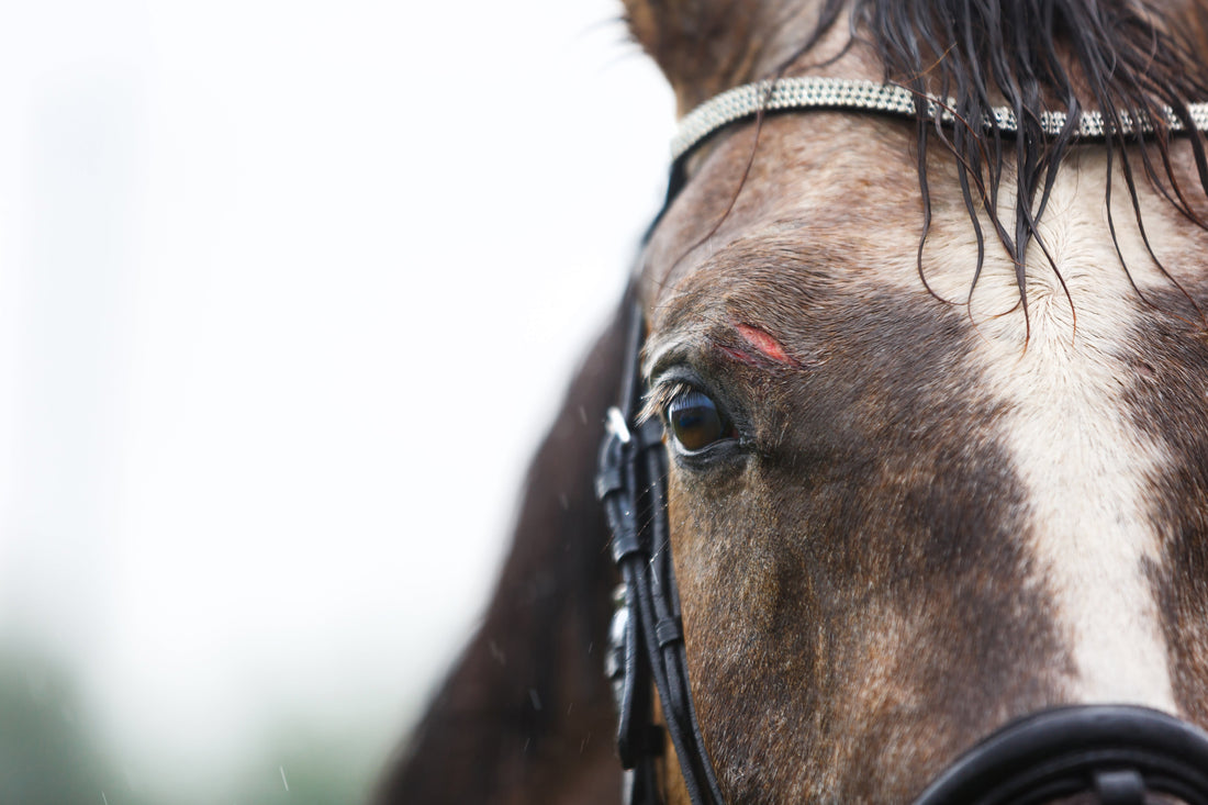 The Ultimate Guide to Skin Infection Relief for Horses