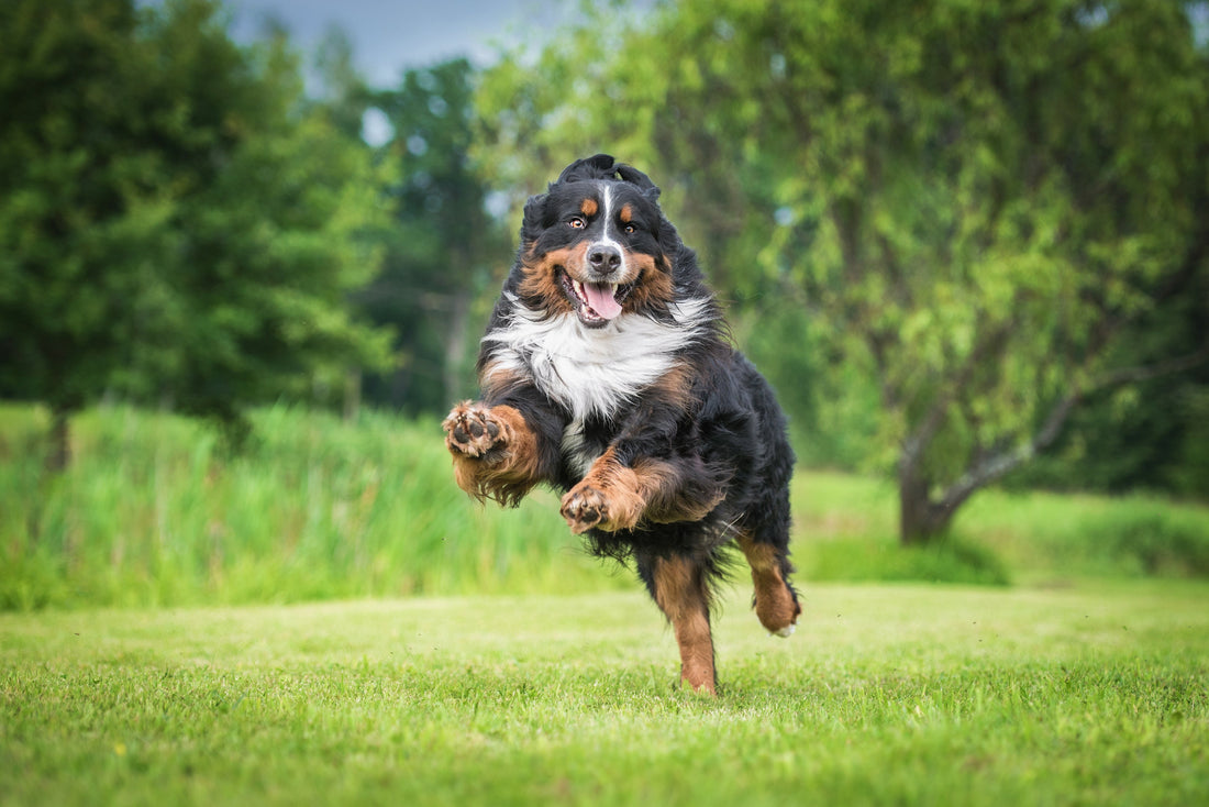 Best Joint Supplements for Large Dogs (2025 Guide)
