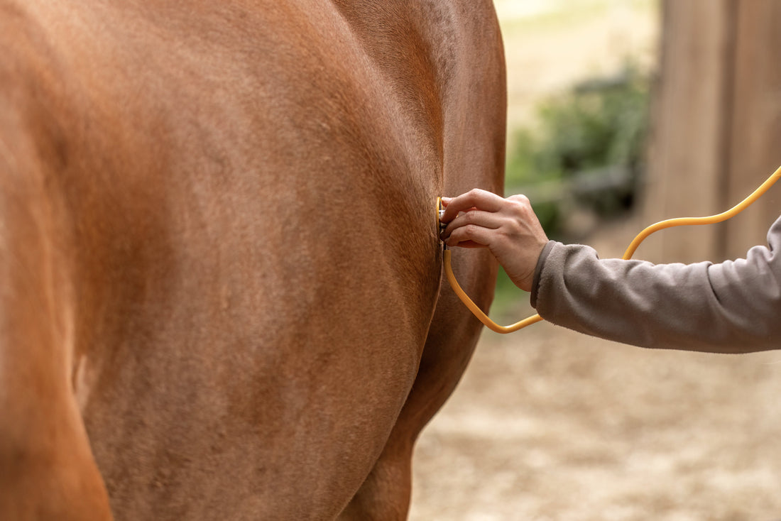 How to Pick the Best Horse Gut Supplement