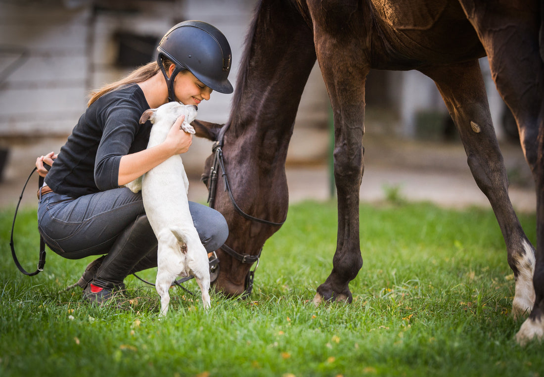 Your Guide to Vet Recommended Joint Supplements
