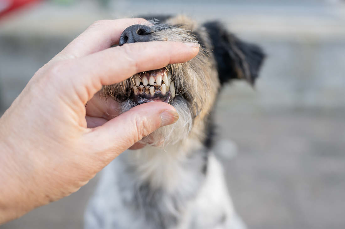 Dog Gum Disease Home Remedy: A Practical Guide