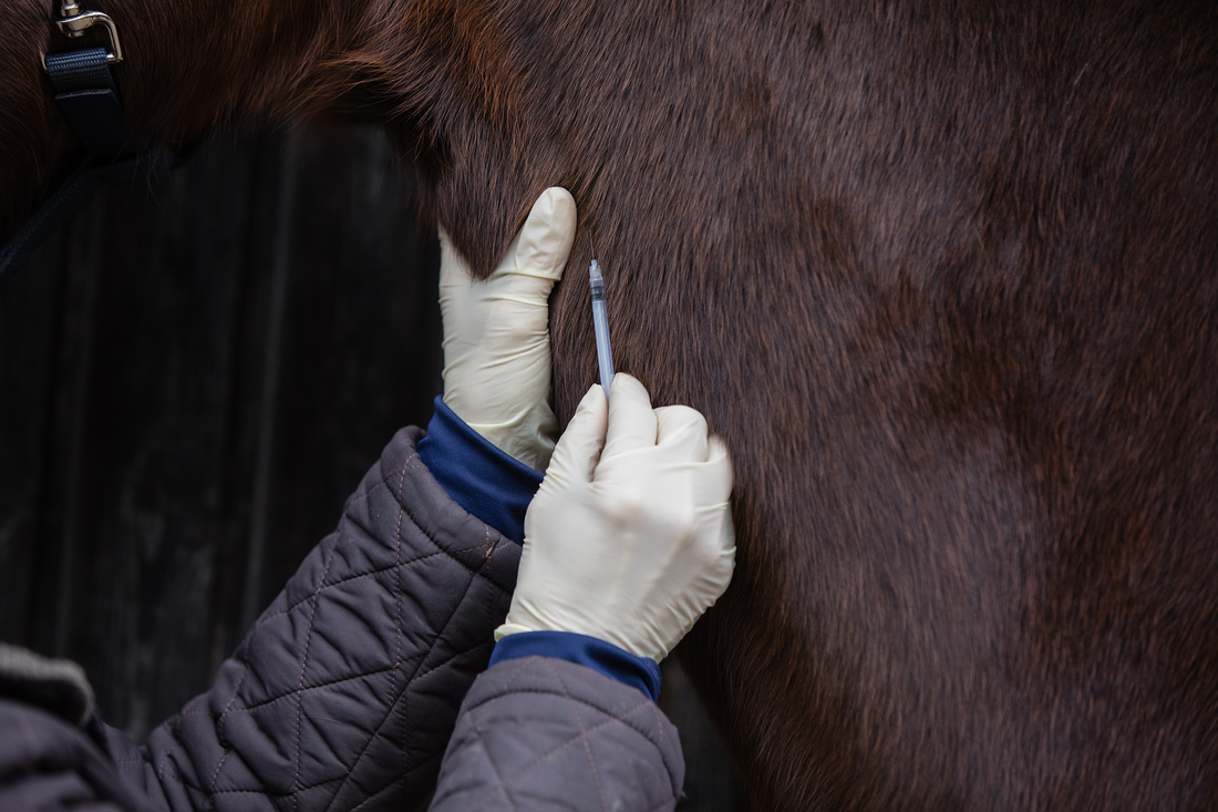 A Guide to Buying Injectable Joint Supplements for Horses