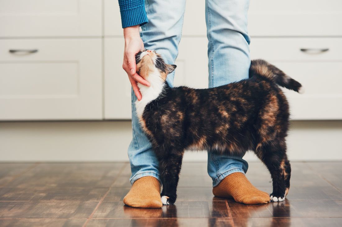 How to Pick the Best Cat Struggling to Jump Supplement
