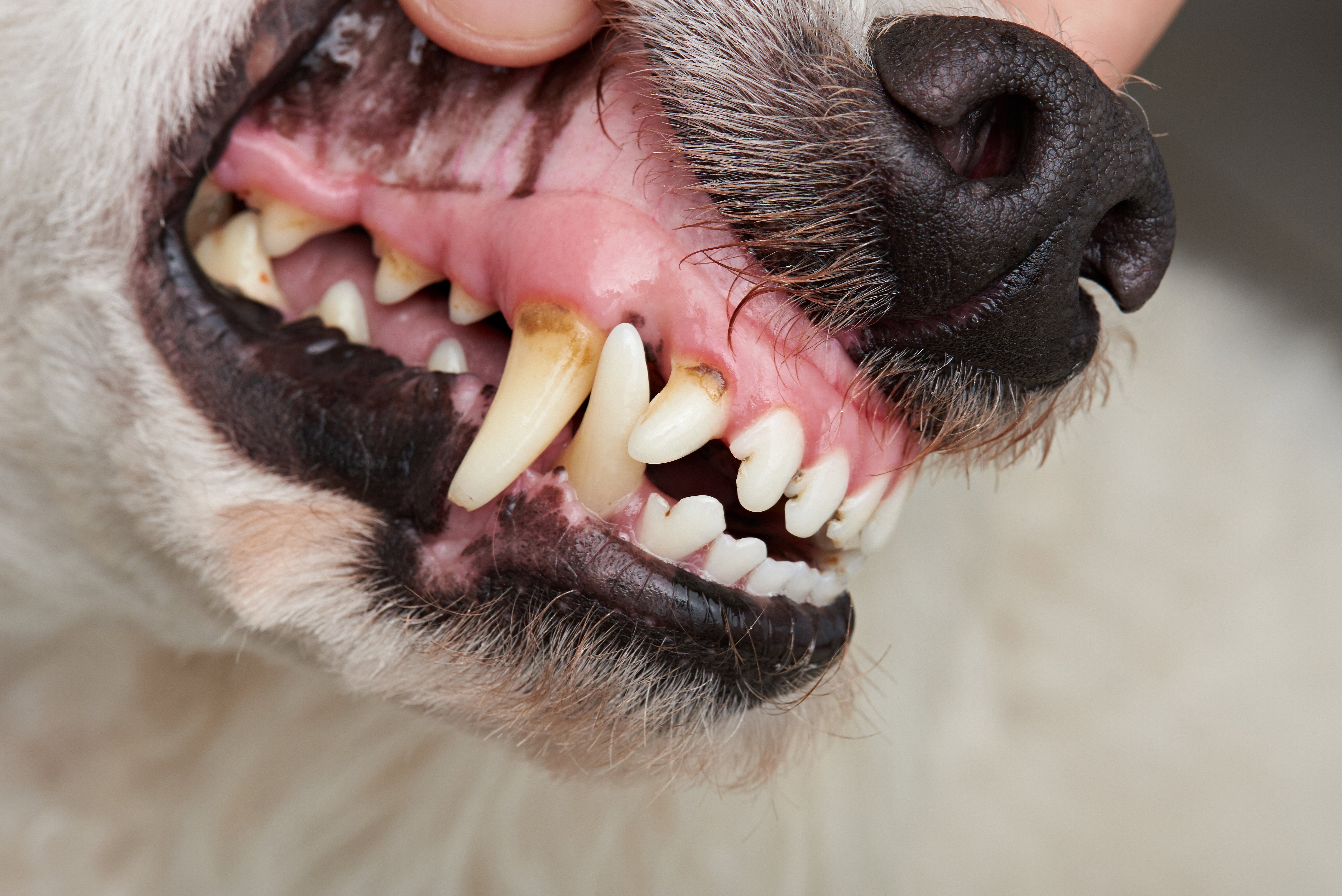 Senior Dog Dental Care: What You Need to Know - Summit Animal Health - Senior Dog Dental Care And Issues