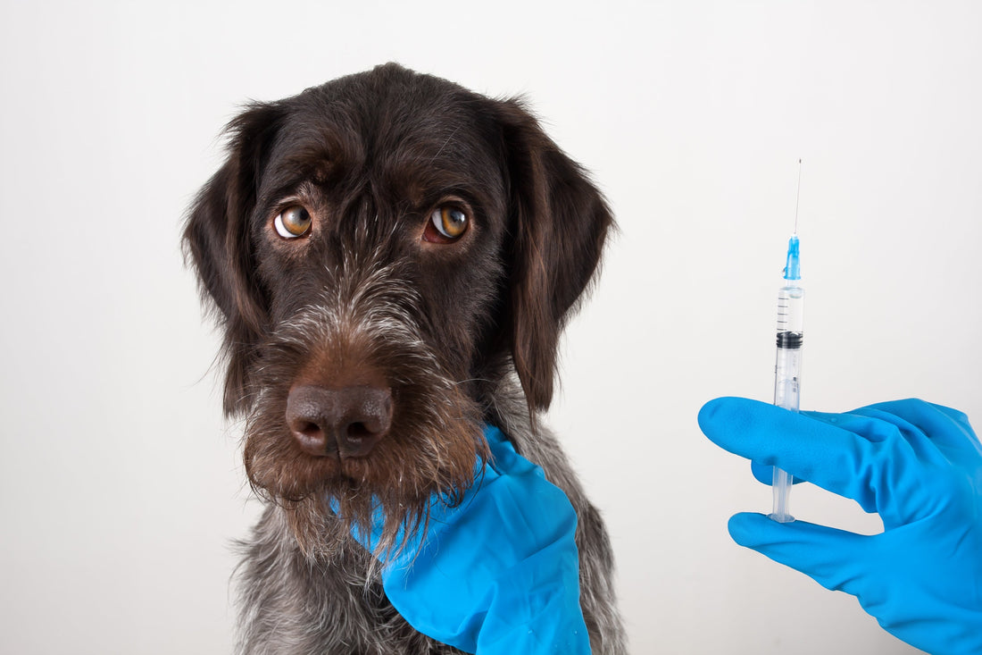 How to Buy Dog Arthritis Injection Online: A Guide