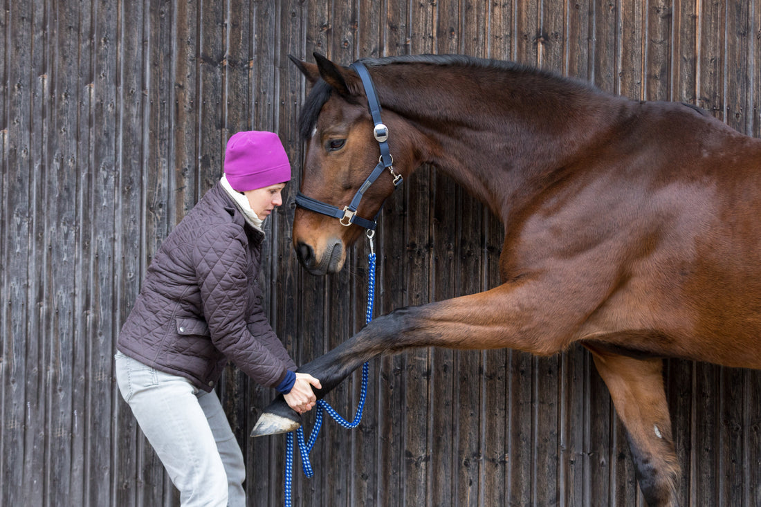The Ultimate Horse Muscle Development Supplement Guide