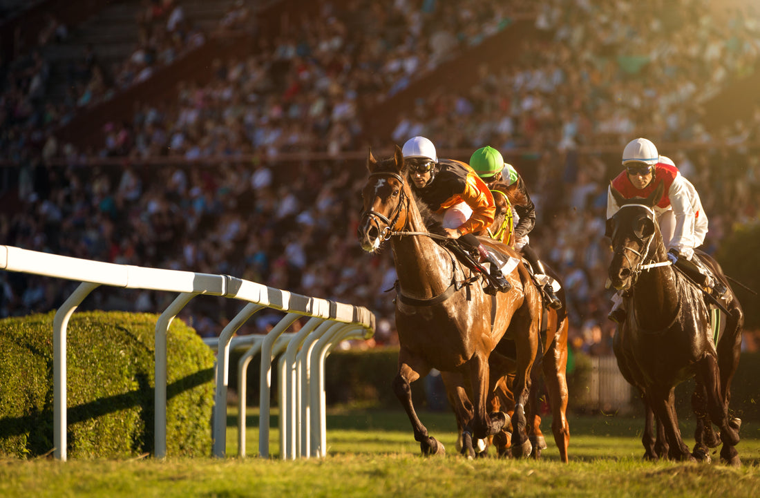 Best Joint Supplement for Horses: An Updated Guide