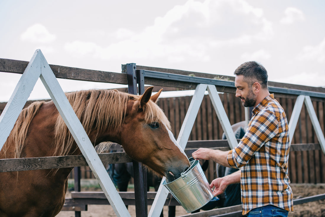 The Ultimate Guide to Amino Acids for Horses