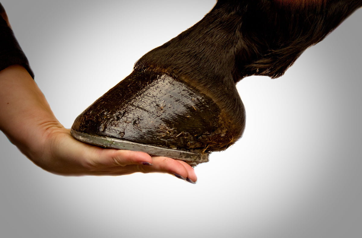 Best Hoof Supplement for Horses (2026 Expert Guide) – Summit Animal Health