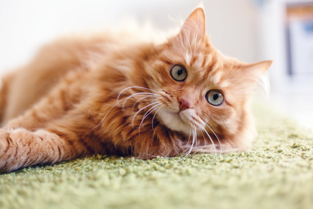 Cat Joint Supplements: The Complete Guide