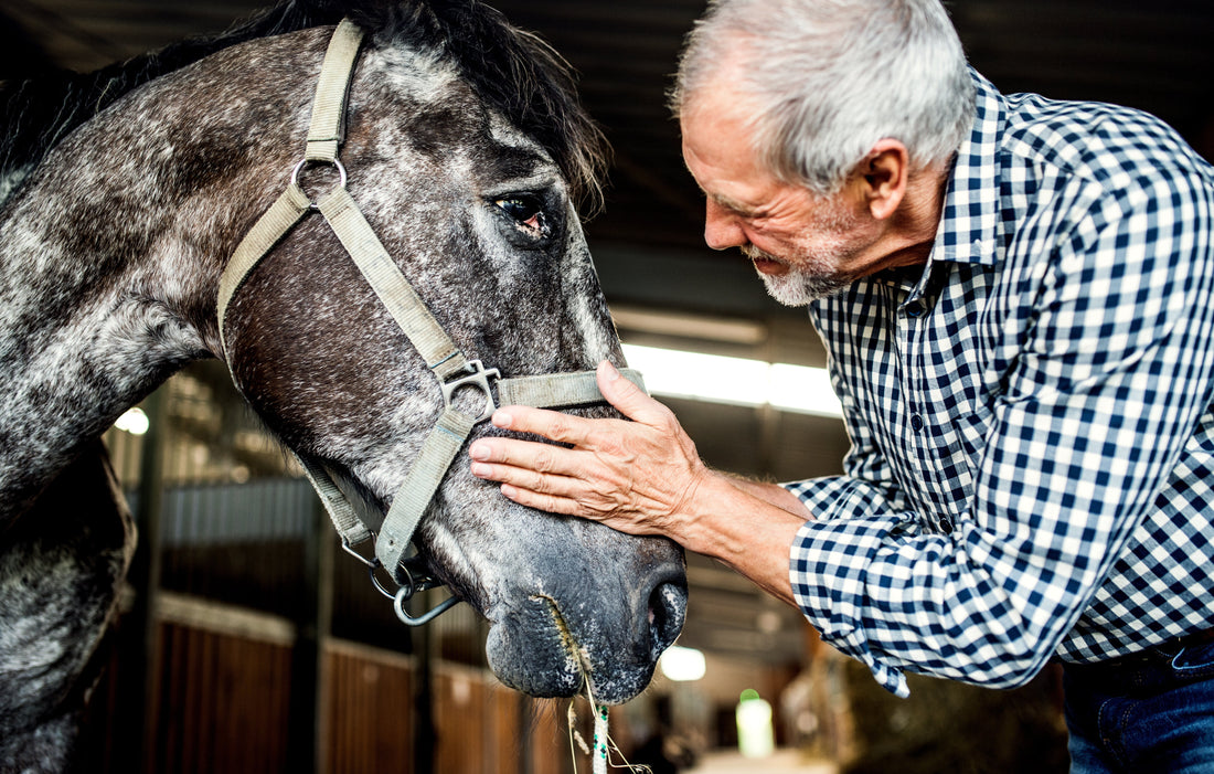 Horse Digestive Enzymes: Are They Right for Your Horse?