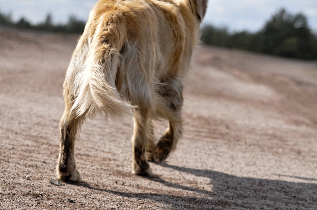 The Best Supplements for Dogs with Hip Dysplasia