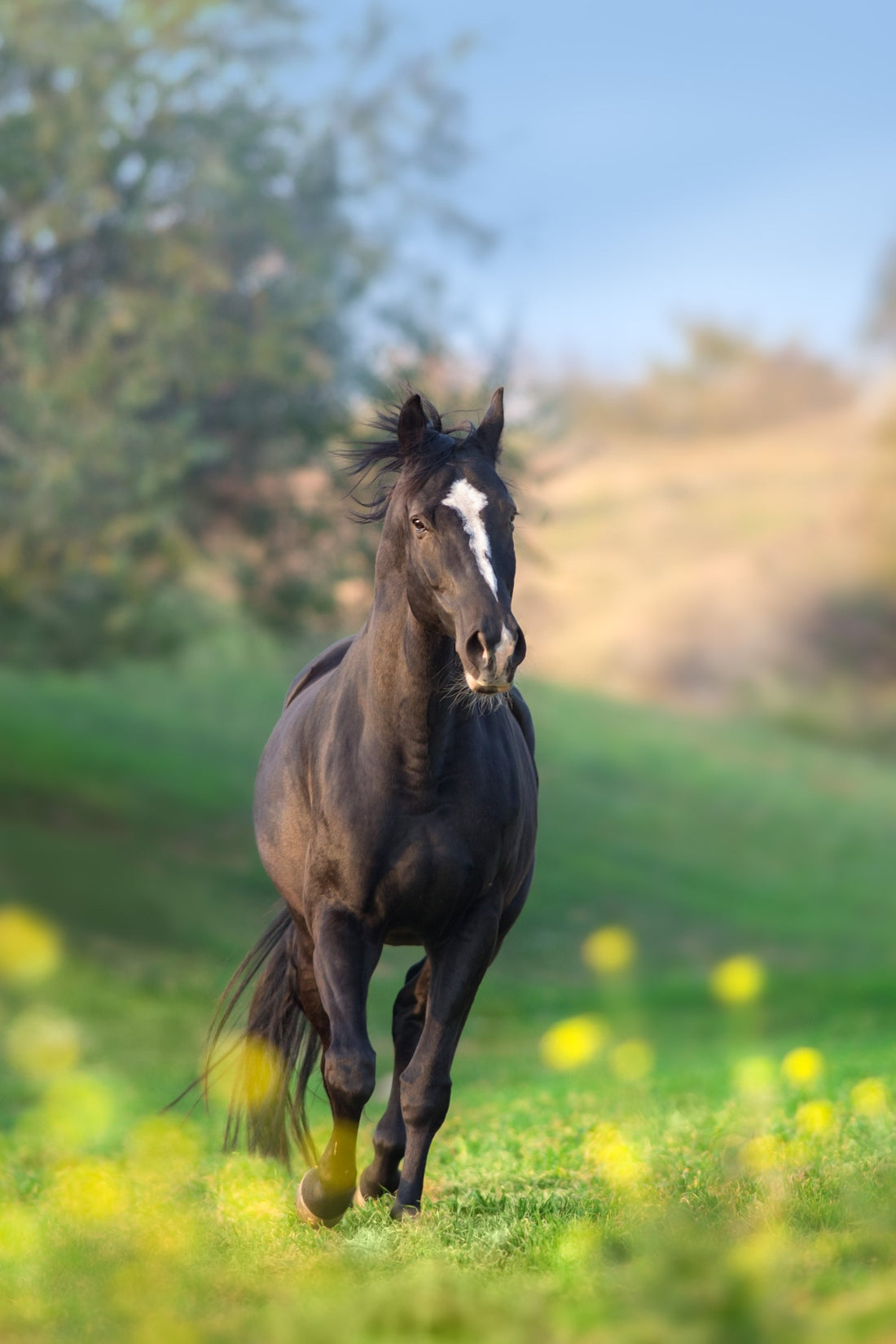How to Pick the Right Mobility Joint Supplement in Horses