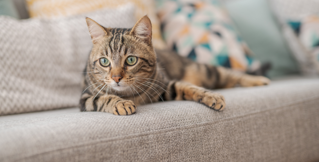 Best Joint Medicine for Cats: A Practical Guide