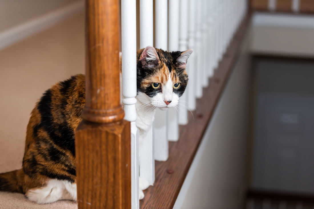 What to Check Before You Buy Feline Arthritis Pain Relief
