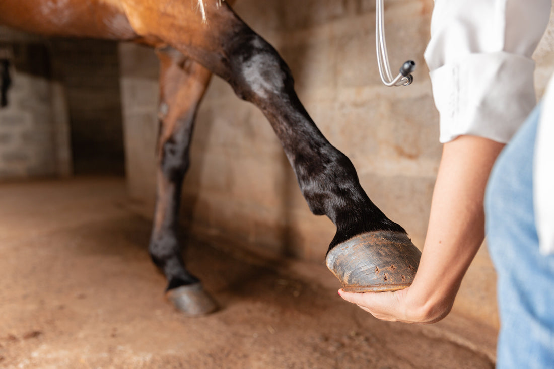 An Owner's Guide to Horse Hoof Supplements for Cracked Hooves