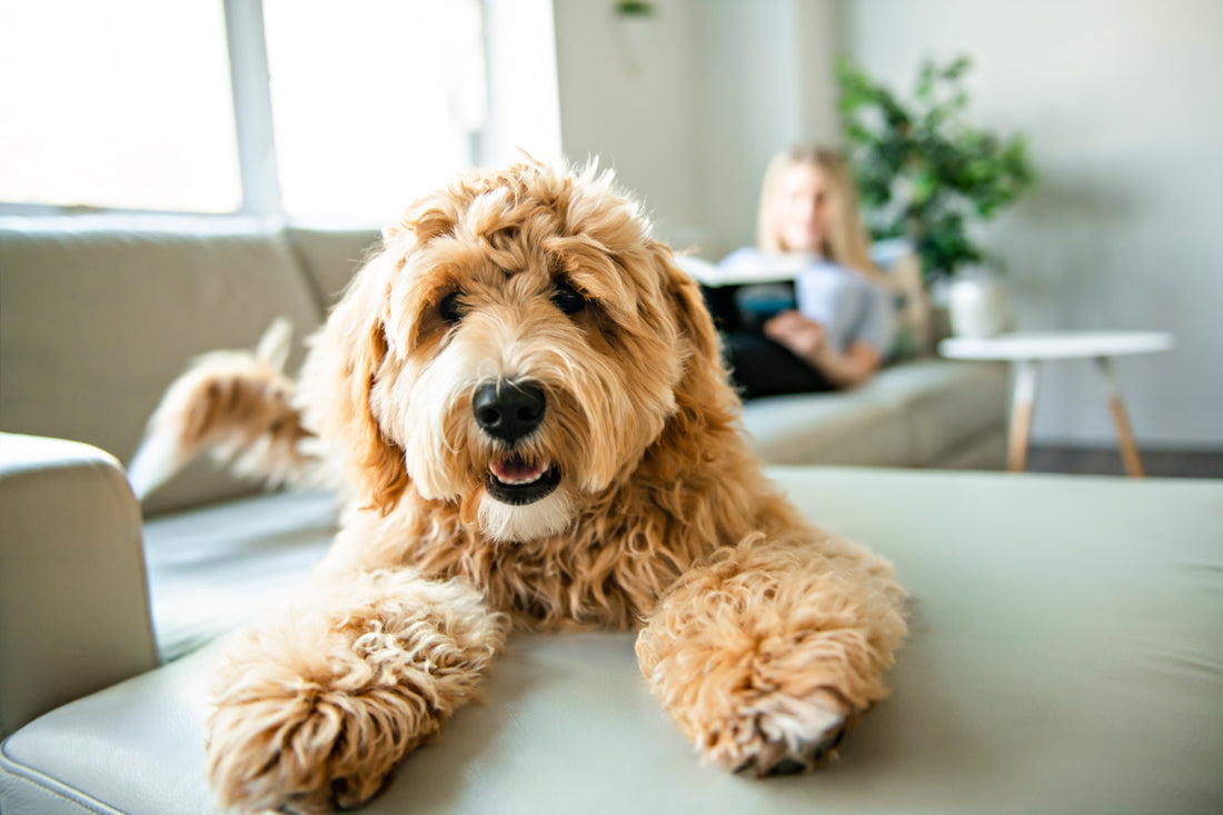 Senior Dog Joint and Cartilage Care: The Ultimate Guide