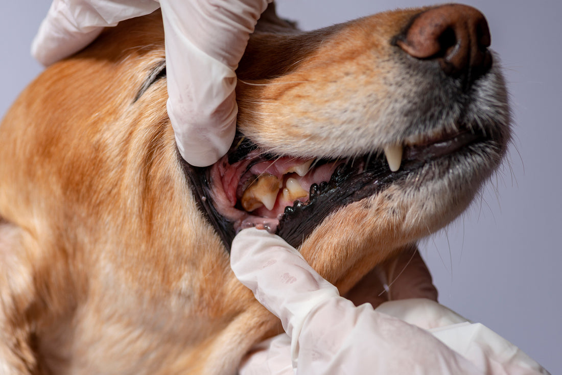 Top Rated Dog Dental Supplements That Actually Work