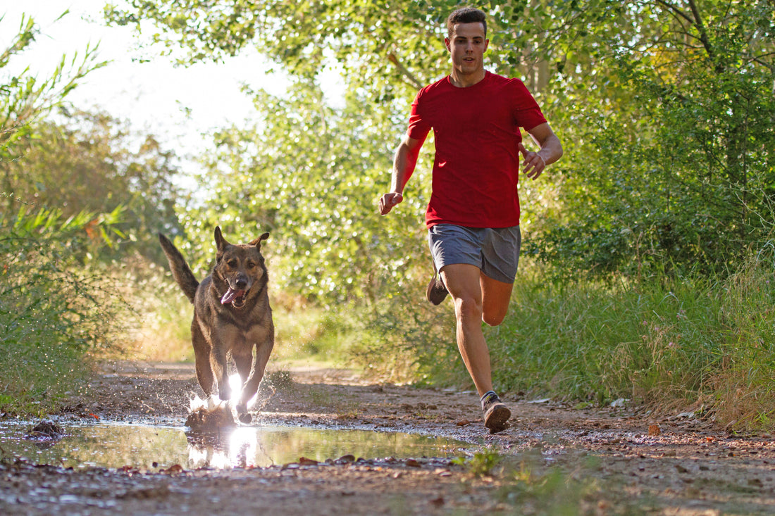 Comparing Fast-Acting Dog Arthritis Relief Options