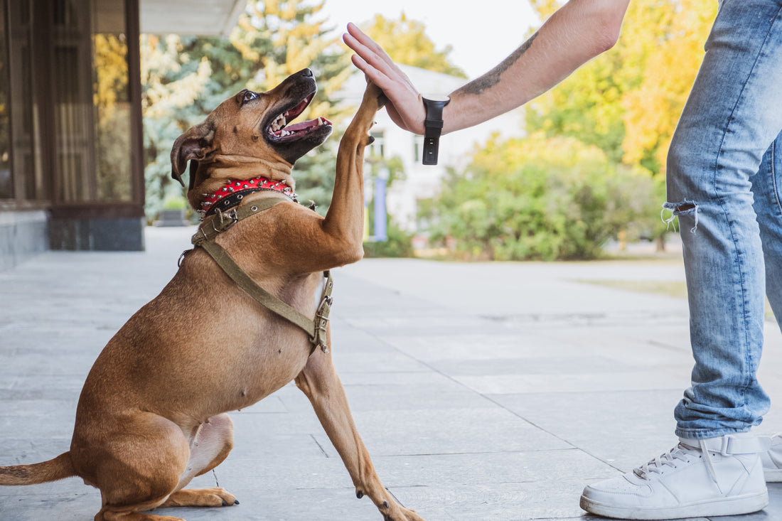 A Pet Parent's Guide to Dog Joint Support