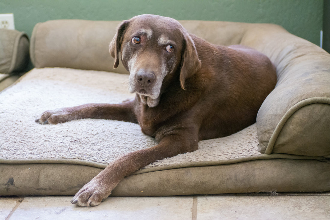 How to Relieve Dog Arthritis Pain Fast at Home
