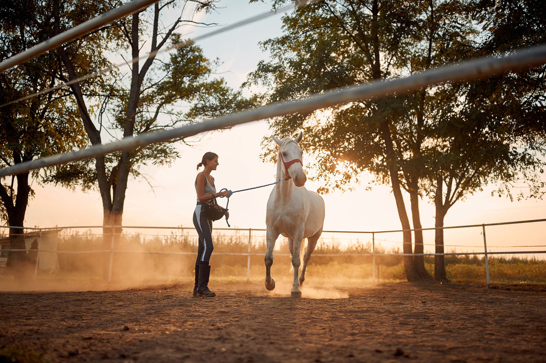 How to Support Horse Soft Tissue Healing The Right Way
