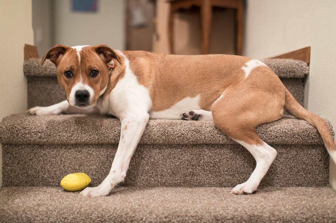 Dog Joint Pain: Signs, Causes, and Treatment
