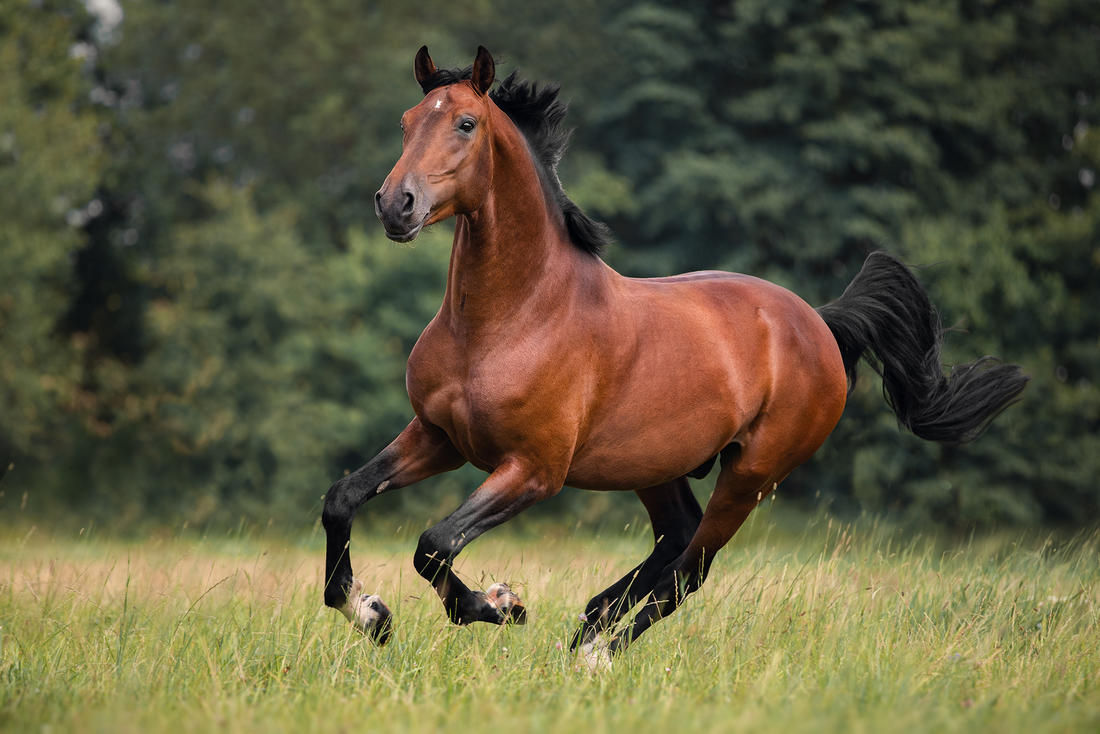 Equine Arthritis Medications: A Complete Guide