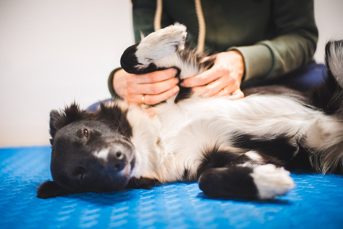 The Ultimate Canine Arthritis Management Guide