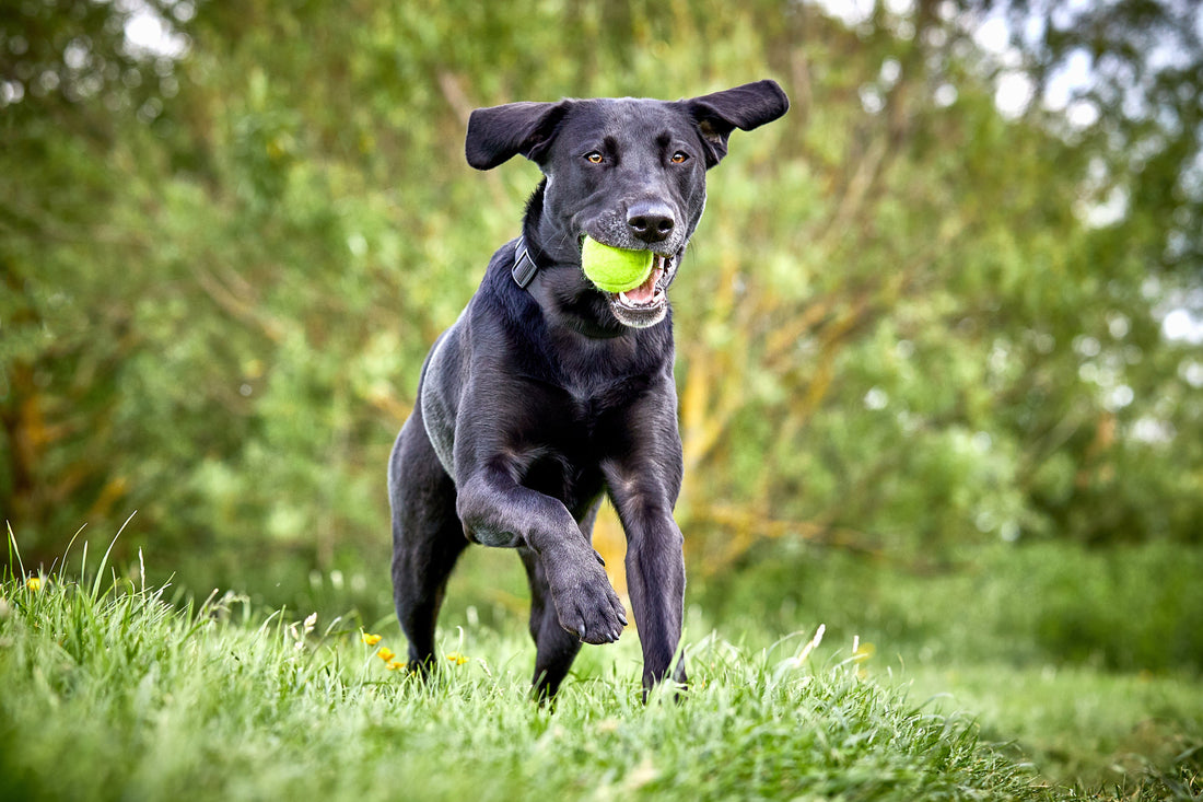 Post Surgery Dog Joint Support: A Simple Guide