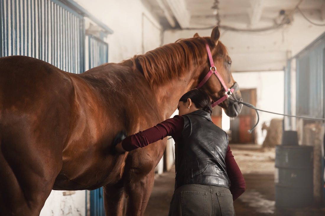 A Guide to Equine Performance and Recovery