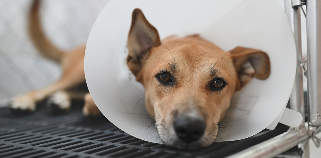 Dog Hot Spot Treatment: A Complete Guide
