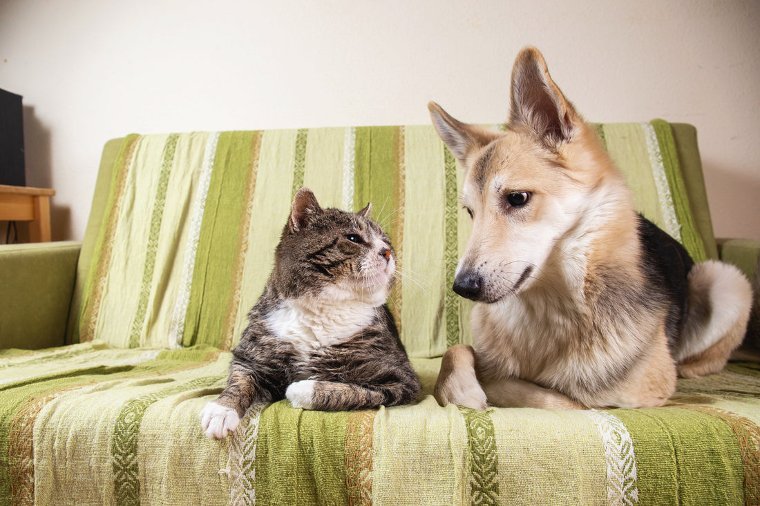 Chondroitin Sulfate: Benefits for Your Pet's Joints