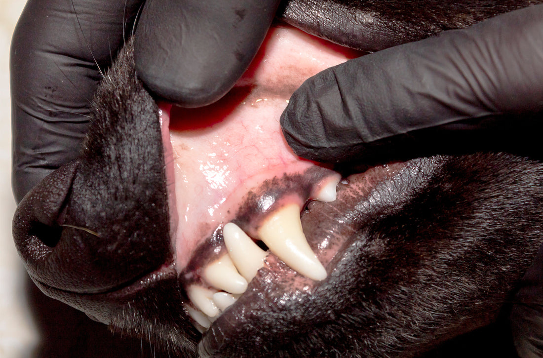 Dog Gum Infection Treatment: Vet vs. At-Home Care
