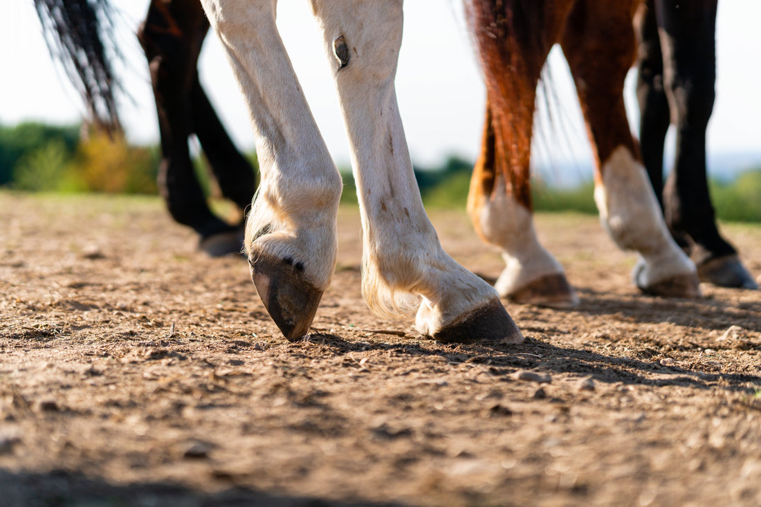 Summit Hoof Strength Powder Price: Is It Worth It?