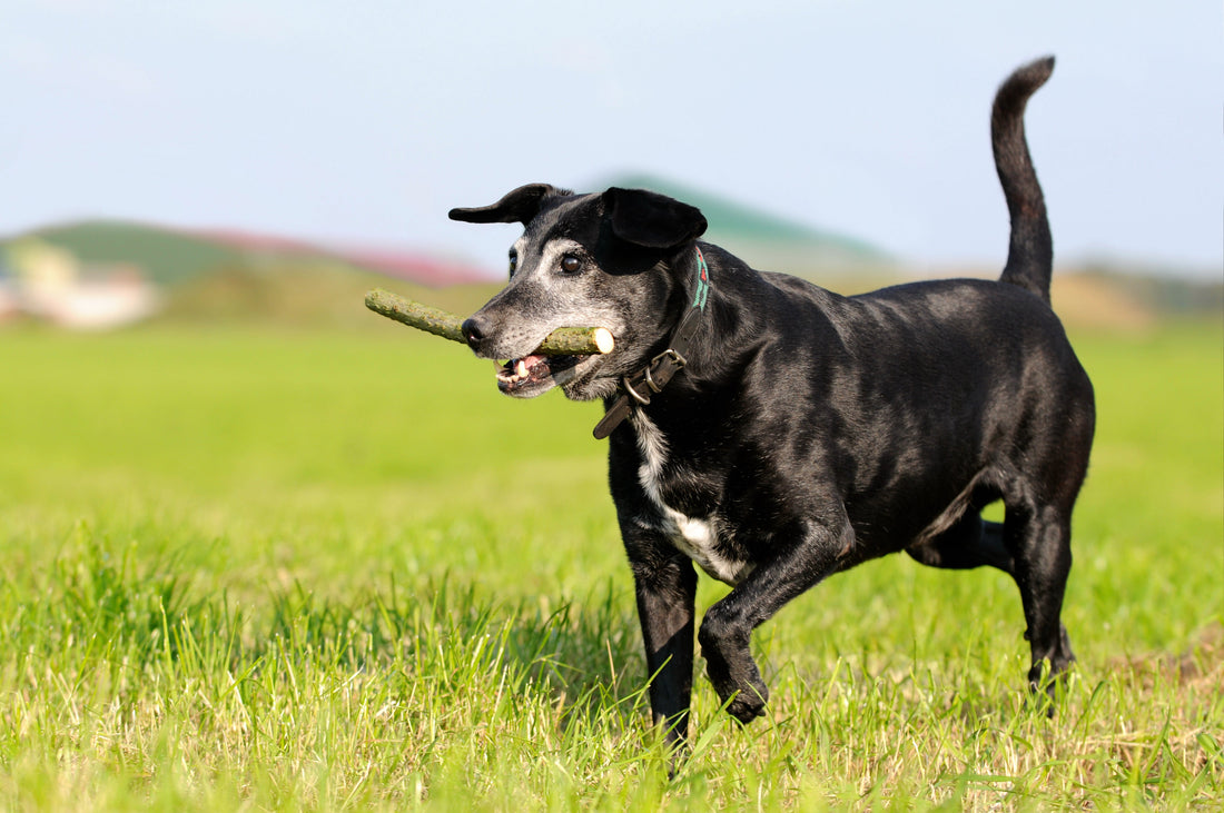 Natural Pain Relief for Dogs with Arthritis: A Guide