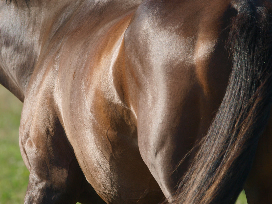 The Ultimate Lean Muscle Horse Supplement Guide