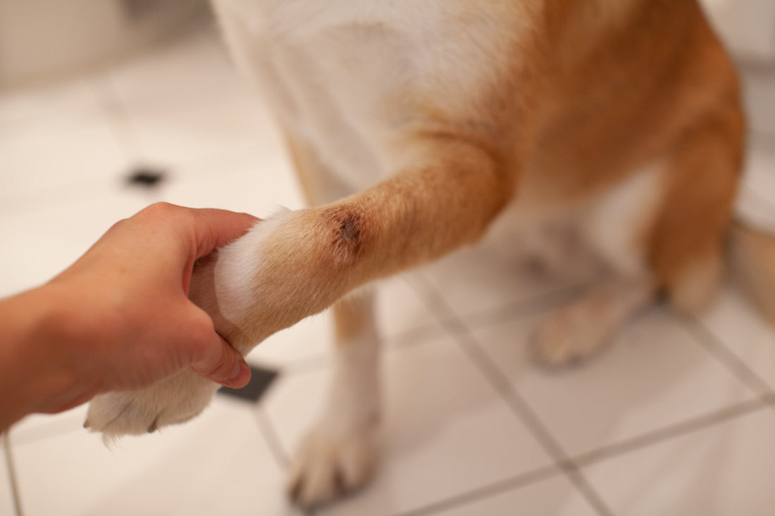 OTC Hot Spot Treatment for Dogs: Safe & Effective Guide